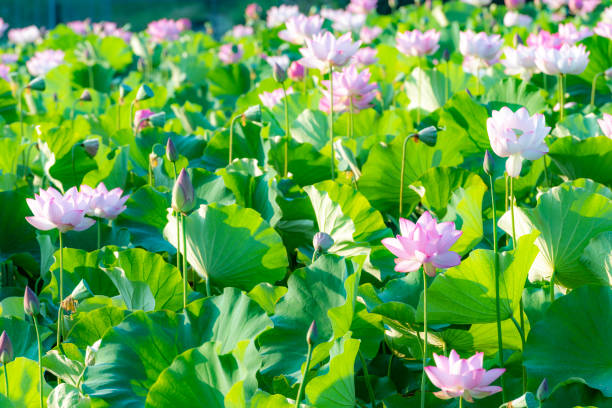 istock From the ancient lotus fruit 2000 years ago it has bloomed from lotus. 1033081224