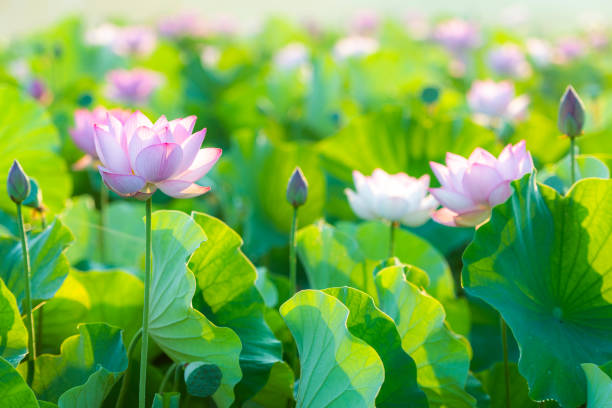 istock From the ancient lotus fruit 2000 years ago it has bloomed from lotus. 1033081304