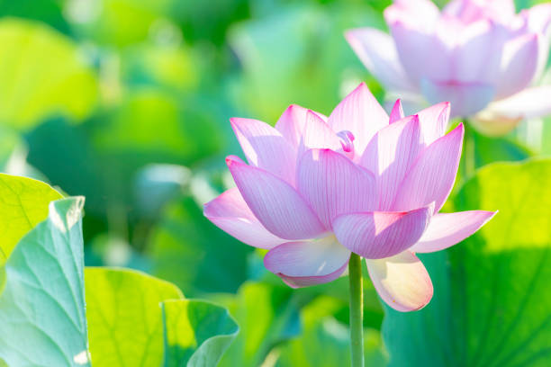 istock From the ancient lotus fruit 2000 years ago it has bloomed from lotus. 1033081318