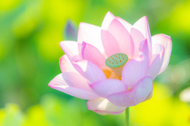 From the ancient lotus fruit 2000 years ago it has bloomed from lotus.