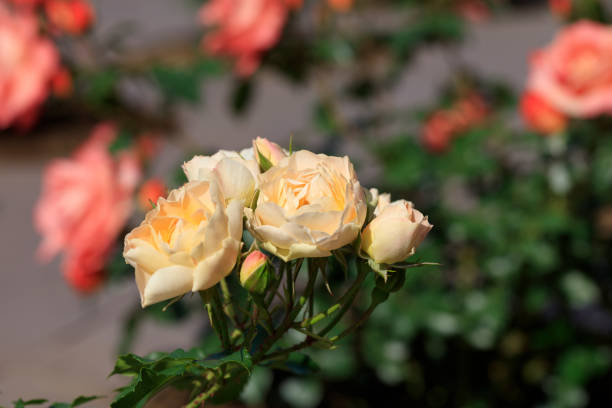 Yellow roses - Spring flowers in Japan -