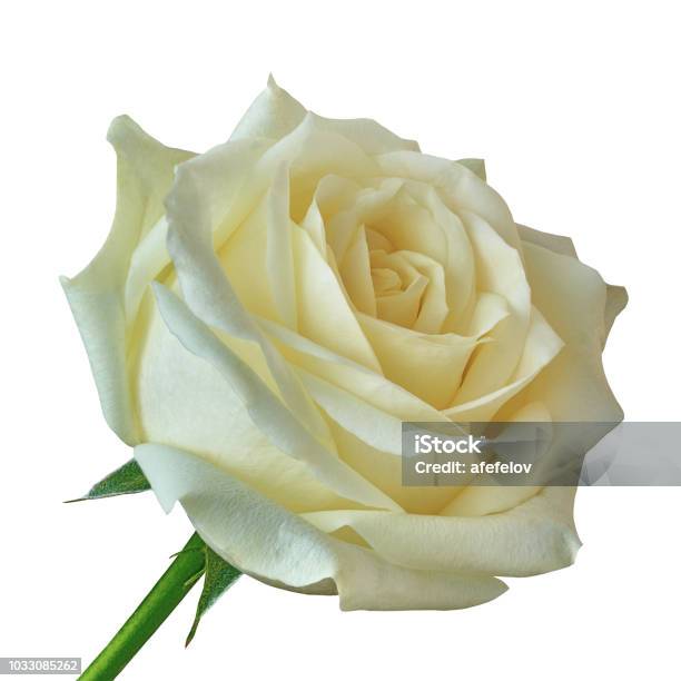 Photo libre de droit de Fleur Rose Blanche Isolé Sur Fond Blanc Gros Plan  Bourgeon De