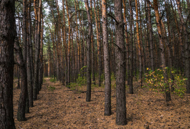 istock Dirt road in the autumn pine forest 1033090268