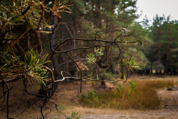 istock Dirt road in the autumn pine forest 1033090280