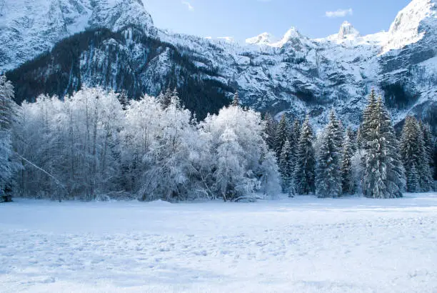 Photo of a beautiful day in the woods between cold and snow