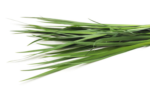 istock Bunch of green grass. 1033098408