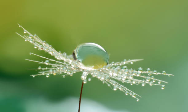 タンポポの種の水低下 - dandelion nature water drop ストックフォトと画像