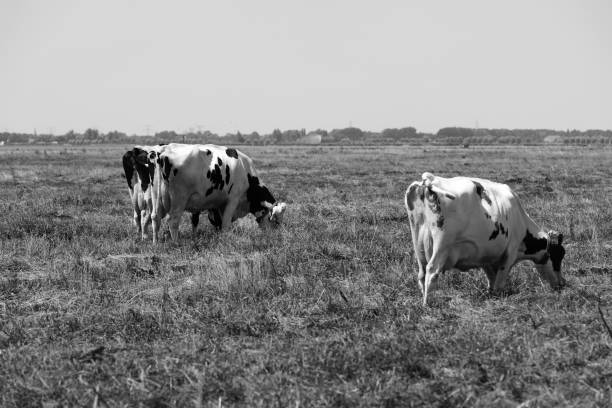 Cow looking at camera isolated on white. Funny spotted cow standing full-length in front of white background. Farm animals