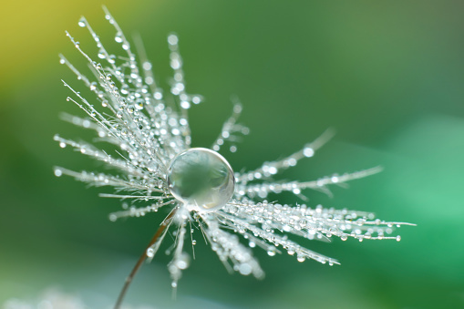 Dandelion with Water Drops over Green Background