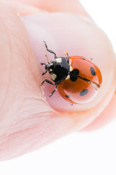 istock Beautiful red ladybug walking on fake coins 1033101632