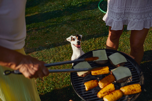 Family on picnic in backyard. Standing around fire and preparing food on barbecue grill. Dog sitting next to BBQ grill.