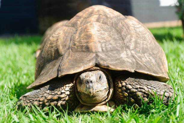 istock macro foto van een schildpad 1033106786