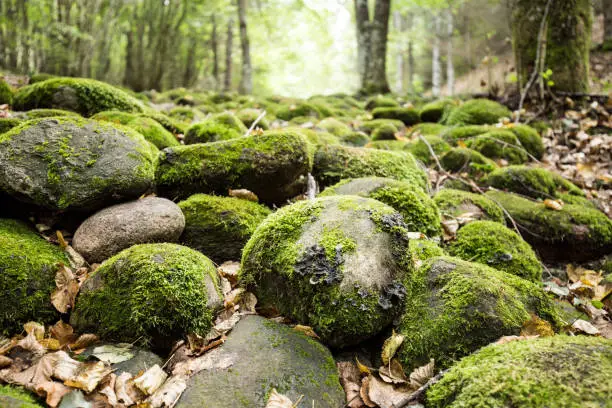 A river of stones in the mysterious forest of Pokaini Forest, Latvia.