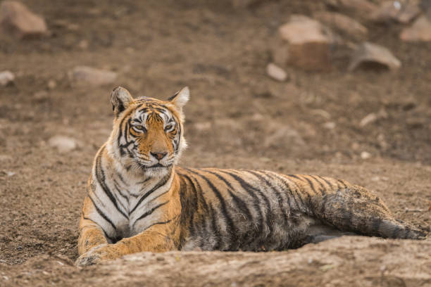 istock A gorgeous tigress from ranthambore tiger reserve 1033122516