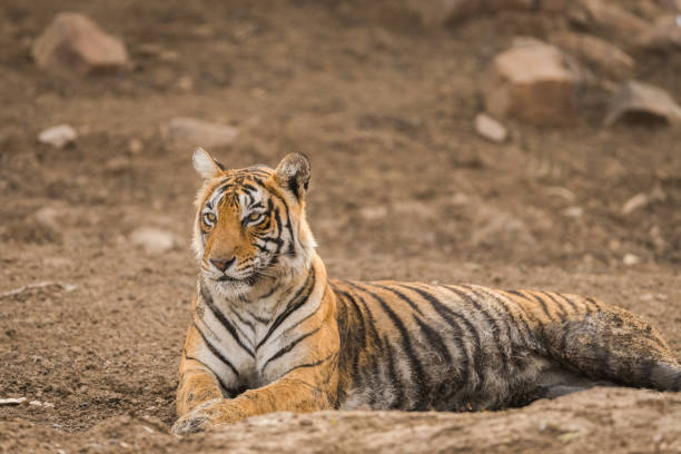 istock A gorgeous tigress from ranthambore tiger reserve 1033122656