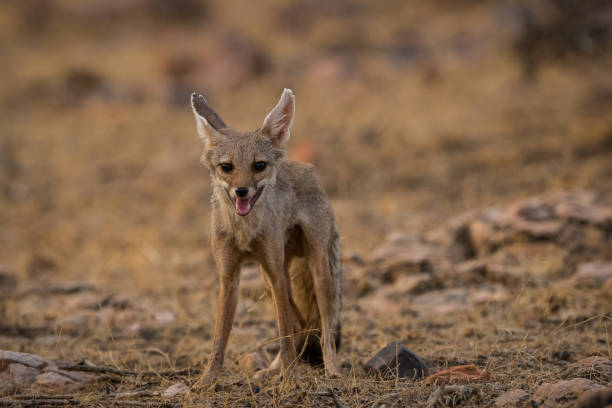 istock A fox pup (Vulpes bengalensis) at Ranthambore National Park 1033123172