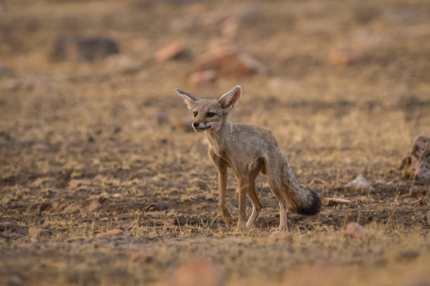 istock A fox pup (Vulpes bengalensis) at Ranthambore National Park 1033123410
