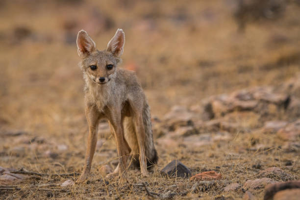 istock A fox pup (Vulpes bengalensis) at Ranthambore National Park 1033127908