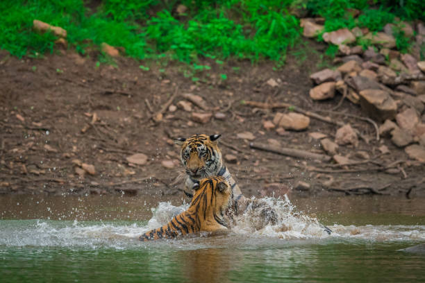 istock siblings are playing and fighting in the water 1033128020