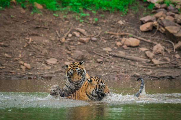 istock siblings are playing and fighting in the water 1033128326
