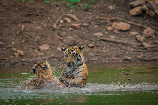 istock siblings are playing and fighting in the water 1033128464
