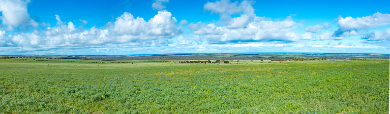 Wheat belt country landscape panorama of lupins in paddock and surrounding farm lands. This photograpgh is a stiched image and was taken from a high vantage point.