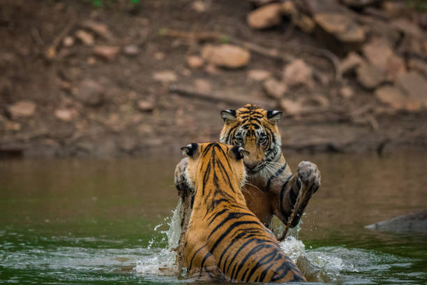 istock siblings are playing and fighting in the water 1033130646