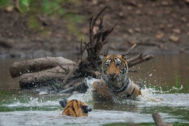 istock siblings are playing and fighting in the water 1033130690