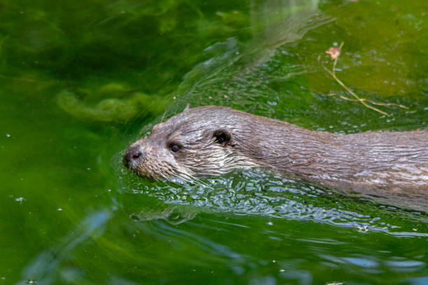 istock European otter in close-up 1033130802