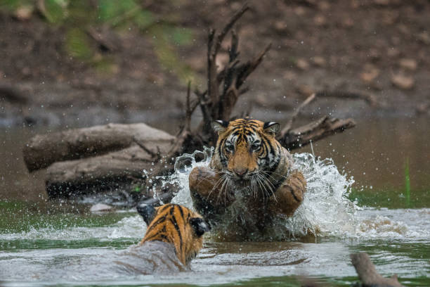istock siblings are playing and fighting in the water 1033130928