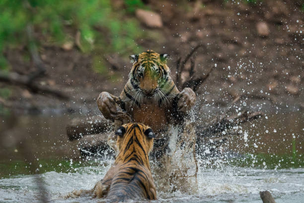 istock siblings are playing and fighting in the water 1033130940