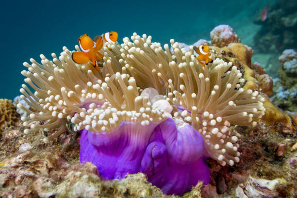 Underwater Clownfish (Amphiprion ocellaris) in Magnificent Sea Anemone (Heteractis magnifica) These cute little fish, have to be the most popular tropical reef fish of all time.  Scientific name is Amphiprion ocellaris, however they are more commonly known as Western Clownfish, Clownfish, ocellaris clownfish, false percula clownfish, Anemone Fish, or of course Nemo.  They have a symbiotic relationship with the Anemone (Heteractis magnifica) they live in.  Each species providing benefits to the other.  The Anemone is poisonous/venemos to other organisms however the Clownfish uses it for protection.  Underwater image taken whilst diving in Phi Phi, Thailand. co dependent relationship stock pictures, royalty-free photos & images