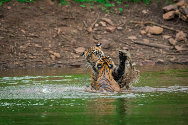 istock siblings are playing and fighting in the water 1033131248