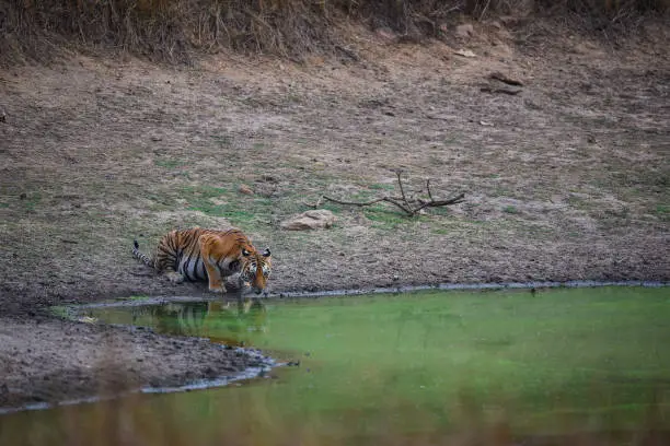 Photo of A gorgeous tigress quenching her thirst at kanha national park