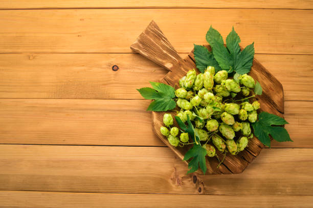 istock Hops. On the old wooden background. Free space for text. Top view. 1033131422