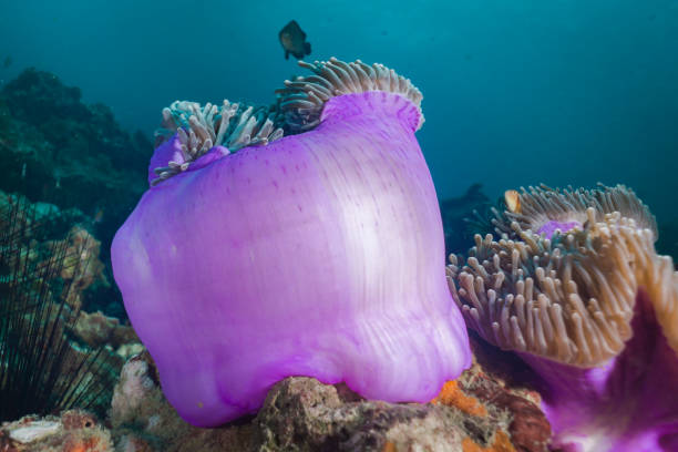 istock Underwater Magnificent Sea Anemone (Heteractis magnifica) coral 1033131442