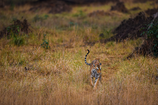 Una tigresa vagando alrededor en su territorio, en los prados del Parque Nacional de kanha photo