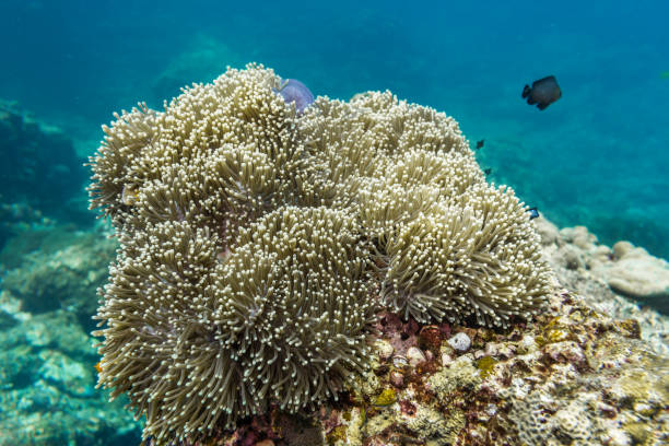 istock Underwater Magnificent Sea Anemone (Heteractis magnifica) coral 1033131616
