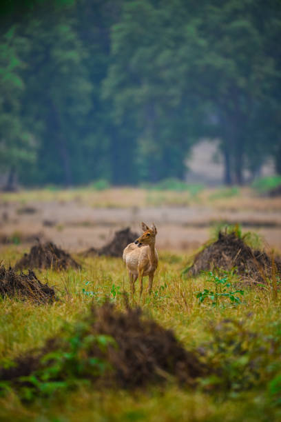 A barasingha (Rucervus duvaucelii) in kanha meadows