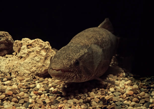istock Close up Wolf Fish or Hoplias malabaricus Underwater 1033134928
