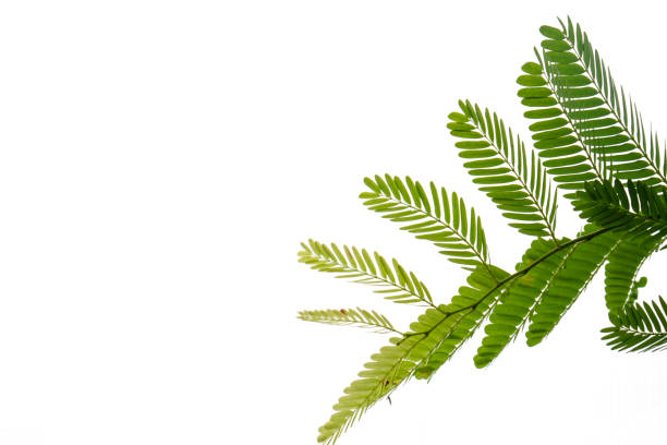 istock Closeup Green leaf isolated on white background of file with Clipping Path 1033135208