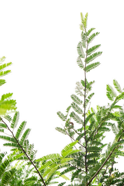 istock Closeup Green leaf isolated on white background of file with Clipping Path 1033135232