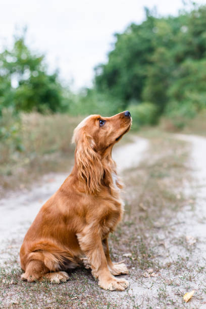 istock Dog training process. English cocker spaniel outdoors 1033135508