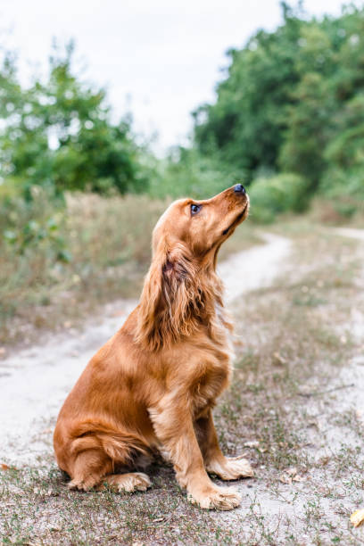 istock Dog training process. English cocker spaniel outdoors 1033135768