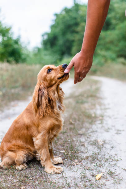istock Dog training process. English cocker spaniel outdoors 1033137540