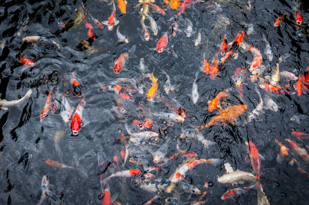 istock Beautiful carp koi fish swimming in pond 1033141422