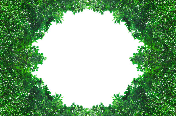 istock Frame from green leafs isolated on white background with space for text 1033141500