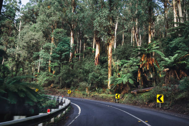 istock on the road inside the yarra ranges national park 1033142200