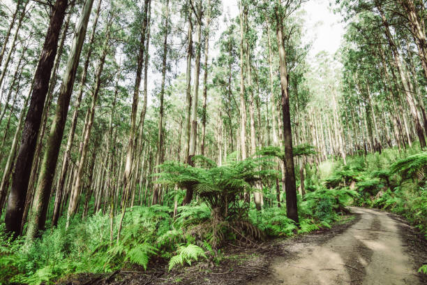 on the road inside the yarra ranges national park