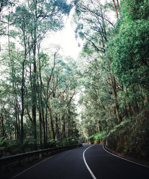 istock on the road inside the yarra ranges national park 1033142364